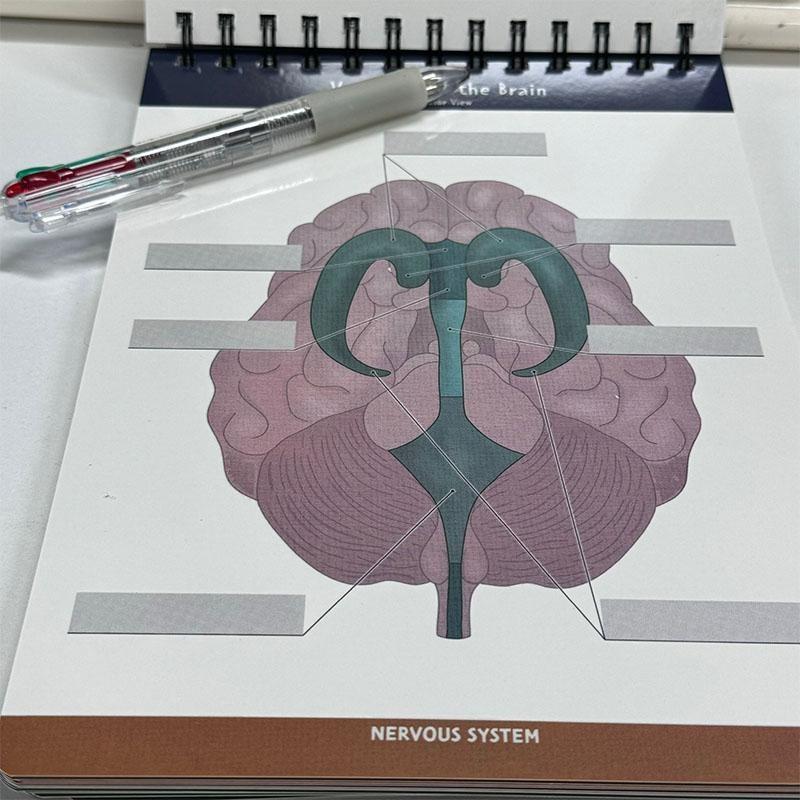 Anatomical Structure Labeling Exercise Book