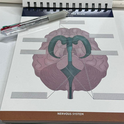 Anatomical Structure Labeling Exercise Book